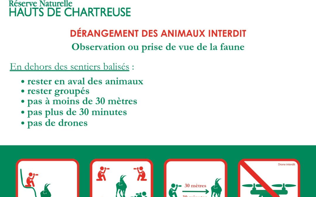 Les bouquetins ne fuient pas toujours… mais cela ne veut pas dire qu’ils sont sereins.